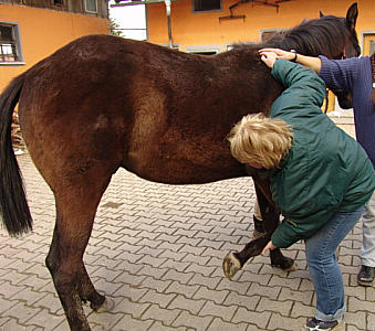 dorn with horse